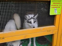 -上海崇明金茂凯悦酒店