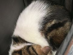 -瑞鹏宠物医院华南总院·夜诊·心脏科·骨科