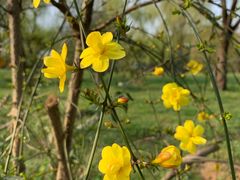 -蜀冈西峰生态公园