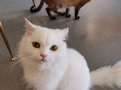 -飞行喵MR PILOT|猫舍·猫咖(静安大融城店)