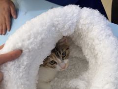 -福懋动物医院·犬猫全科·外科·重症科(杏林分院)