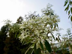 -中国科学院华南植物园