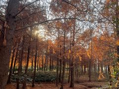 -上海海湾国家森林公园