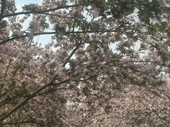 -石家庄市植物园