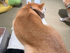 -逗柴咖啡屋·狗咖猫咖宠物桌游