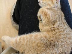 -有喵·猫咖·狗咖·30几只猫10只小狗(岗厦店)