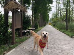 -上海长兴岛郊野公园