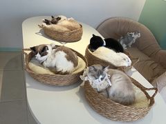 -怪兽屋·羊驼·猫咖·狗咖(俊华广场店)