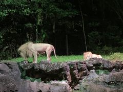-夜间野生动物园