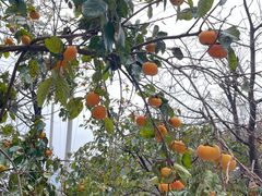 -王顺山国家森林公园