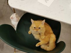 -飞行喵MR PILOT|猫舍·猫咖(静安大融城店)