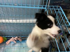 -翊宠yipet猫狗购宠庄园犬舍•猫舍