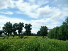 -长白岛森林公园