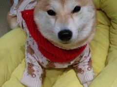 -逗柴咖啡屋·狗咖猫咖宠物桌游