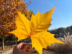 -大兴滨河森林公园