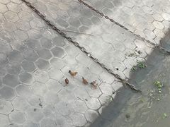 -武汉关码头(轮渡站)