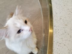 -飞行喵MR PILOT|猫舍·猫咖(静安大融城店)