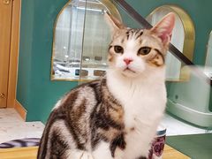 -飞行喵MR PILOT|猫舍·猫咖(静安大融城店)