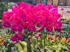 -大自然花鸟鱼虫市场