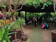 -呀路古热带植物园