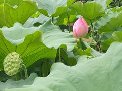 -陈家山荷花公园