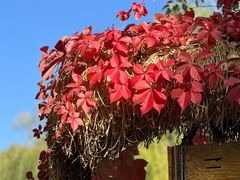 -三忘湖 SWANSEEN(柳荫公园店)