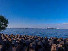 -上海滨江森林公园