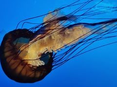 -太平洋海底世界