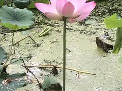 -莲湖公园