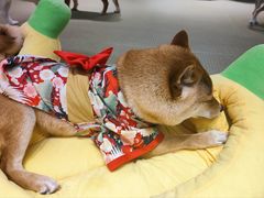 -逗柴咖啡屋·狗咖猫咖宠物桌游
