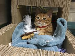 -芭比堂宠物医院·全科爱猫医院·仁德分院