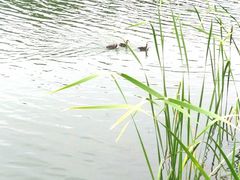 -苏州太湖湖滨国家湿地公园