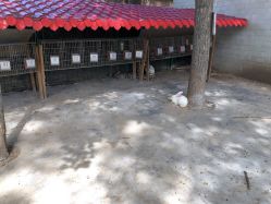 -上美四季动物农场