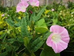 -中国科学院华南植物园