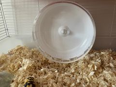 -钓仓鼠(洋桥北里小区店)