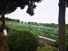 -上膳源有机农场