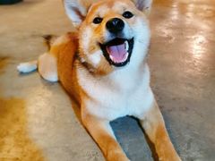 -柴犬高等学院·狗咖·柴犬售卖·宠物训练