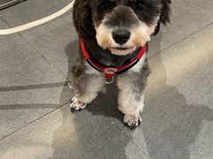 -帕帕拉兹宠物(亚洲旗舰店)