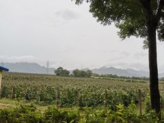 -北京张裕爱斐堡酒庄