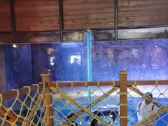 -海合安青岛极地海洋公园