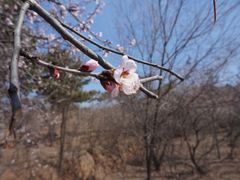 -磬锤峰森林公园