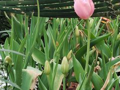 -深圳仙湖植物园