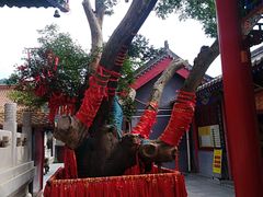 -秦始皇帝陵博物院-丽山园
