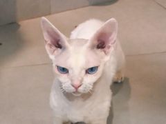 -Heymao猫咖.咖啡厅(东门店)