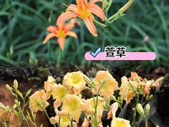 -中国科学院华南植物园