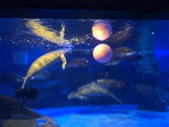 -烟台海昌鲸鲨海洋公园