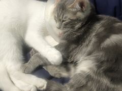 -宠爱国际动物医院·消化内科·心肾内科·ISFM猫友好(望京店)