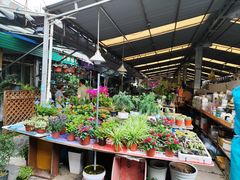 -曲阳花鸟市场(曲阳路店)