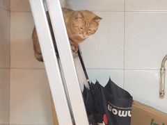 -胡仁根胡记炸炸炸