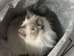 -瑞派宠物医院·犬猫全科·猫友好(宾水西道店)